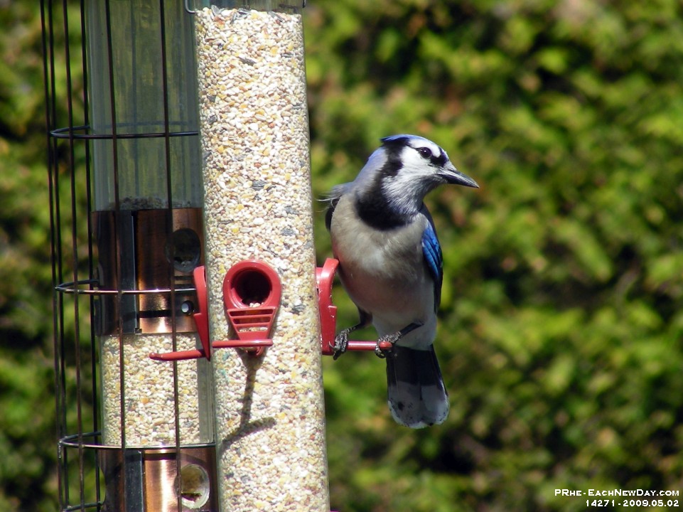 14271CrLe - Blue Jay  at our feeder